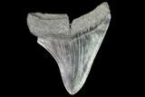 Fossil Megalodon Tooth - Georgia #109318-1